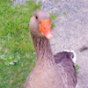 Meet your Posher, Halia